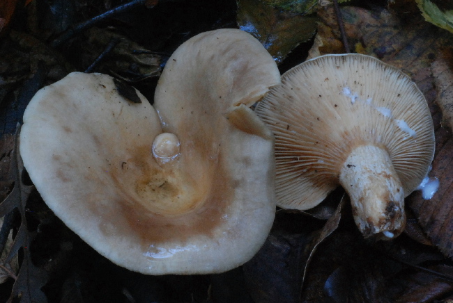 uscita prima della nevicata